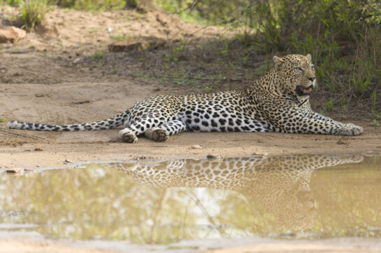 Leopard