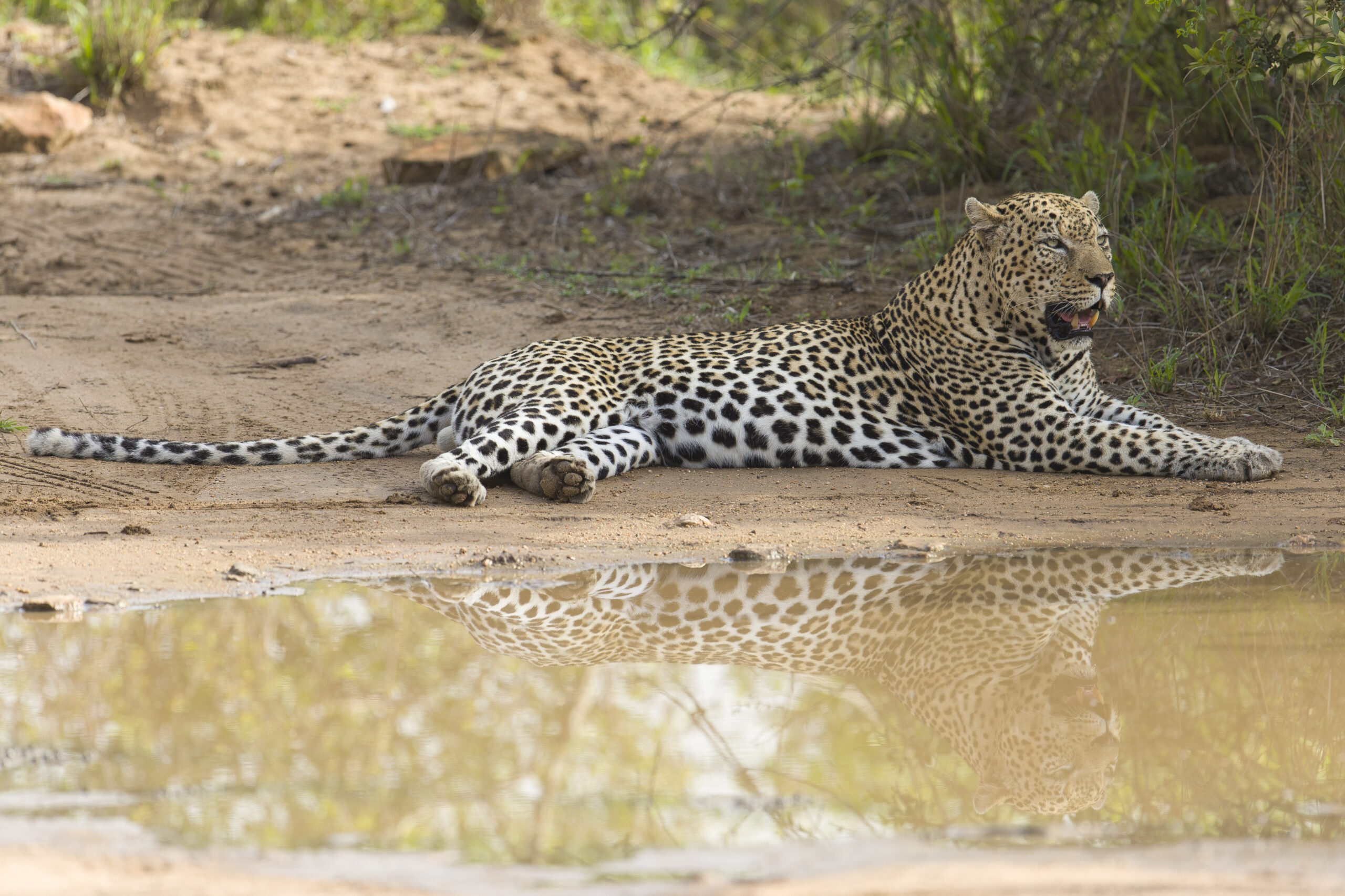 Wildafrica-images